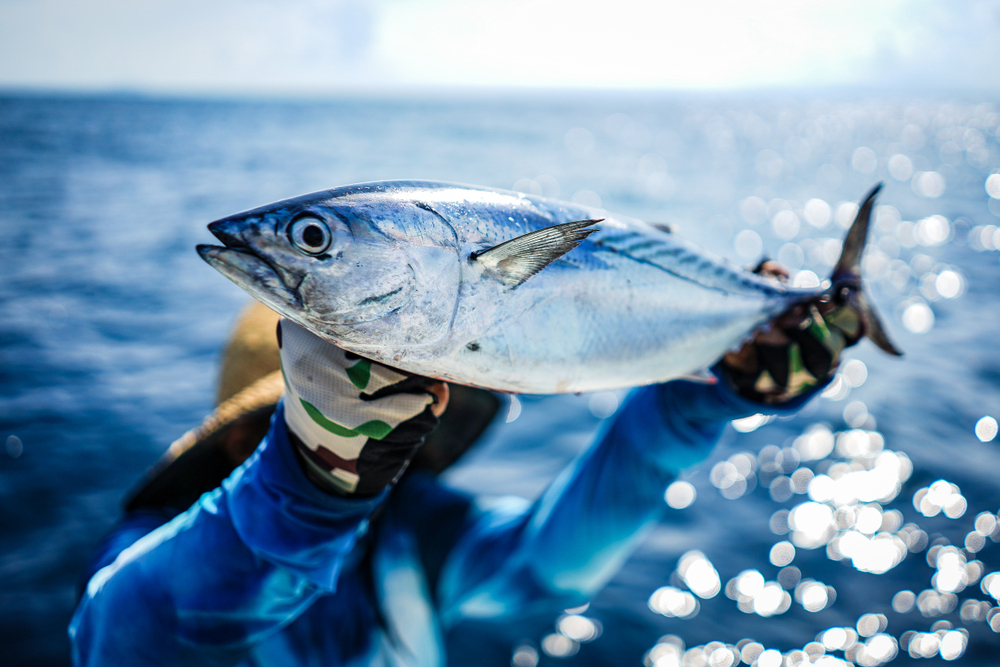 tuna-fish.jpg
